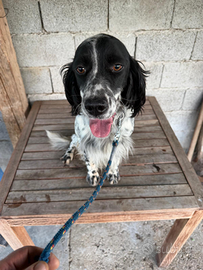 Cuccioli pastore tedesco a setter inglese