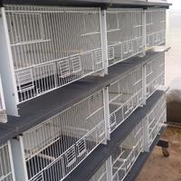 Batteria da 16 gabbie seminuova produzione Chillon