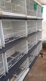 Batteria da 16 gabbie seminuova produzione Chillon