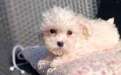 Maltipoo bianco ed albicocca