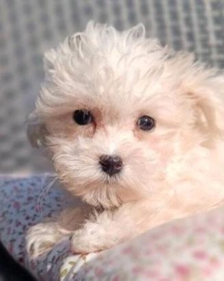 Maltipoo bianco ed albicocca