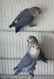 Inseparabili viola