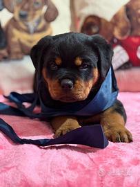 Cucciola rottweiler con pedigree