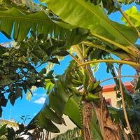 Piantine, piante  di banano platano