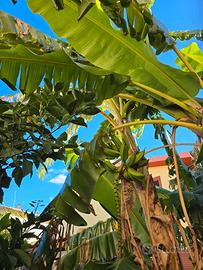 Piantine, piante  di banano platano