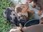 Immagine 3