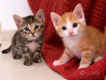 Gattini dolcissimi adozione gratuita