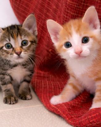 Gattini dolcissimi adozione gratuita