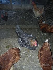 Galline pesanti nostrane
