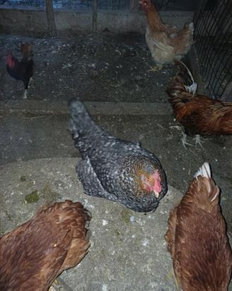 Galline pesanti nostrane