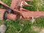 Immagine 4
