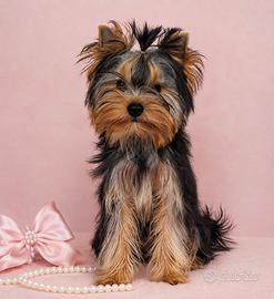 Cucciola di Yorkshire Terrier con pedigree ENCI