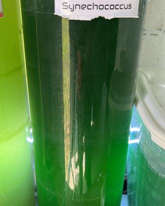 Fitoplancton Synechoccocus acquario marino