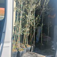 piante olivo 10 euro