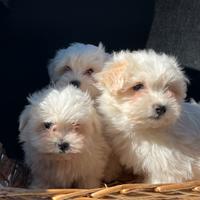 Cuccioli di maltese