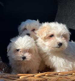Cuccioli di maltese