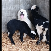 Cucciolo cane pastore maremmano abruzzese
