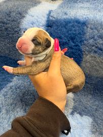 Bull terrier miniature