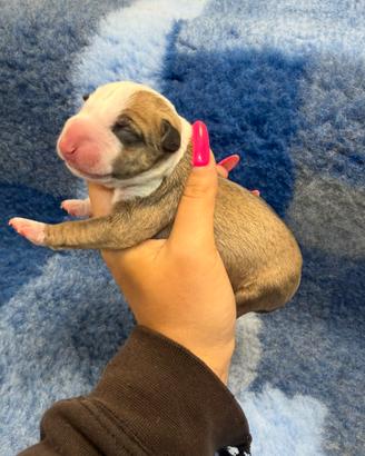 Bull terrier miniature