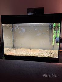 Acquario ASKOLL PURE LED