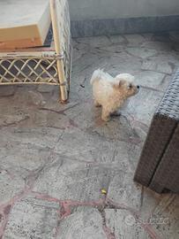 Cuccioli di maltipoo mini toy
