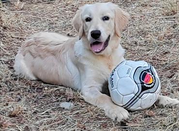 Splendido cucciolone Golden Retriever