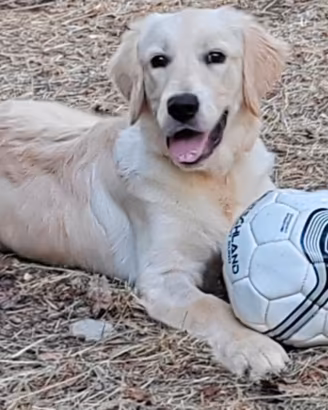 Splendido cucciolone Golden Retriever