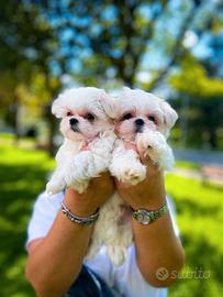 Cuccioli di Maltese mini Toy