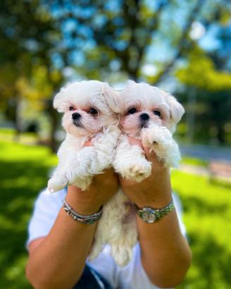 Cuccioli di Maltese mini Toy