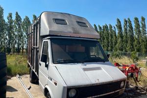Van Daily trasporto cavalli