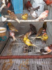 Canarini