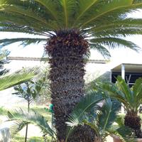 cycas