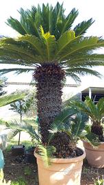 cycas