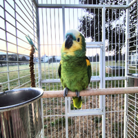 Amazzone fronte blu Pappagallo