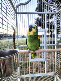 Amazzone fronte blu Pappagallo