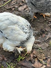 Brahma Columbia nero