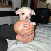 Chihuahua maschietto