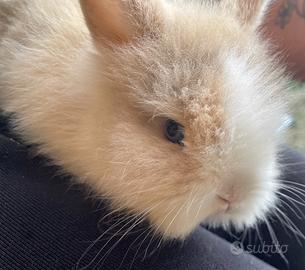 3 coniglietti pura razza testa di leone