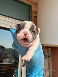 Cuccioli bulldog francese