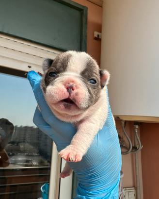 Cuccioli bulldog francese