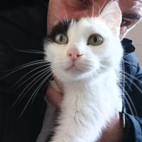 Camelia è a Milano, micina di burro