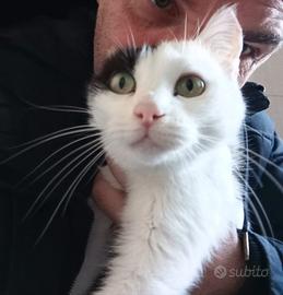 Camelia è a Milano, micina di burro