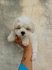 Maltipoo Miny