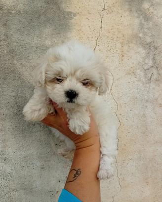 Maltipoo Miny