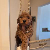 Cucciolo barboncino toy