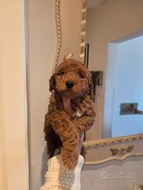 Cucciolo barboncino toy