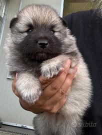 Cuccioli Wolfspitz - Keeshond