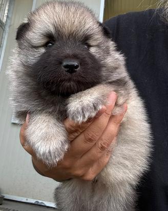 Cuccioli Wolfspitz - Keeshond