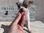 Immagine 4