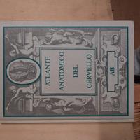 Atlante anatomico del cervello